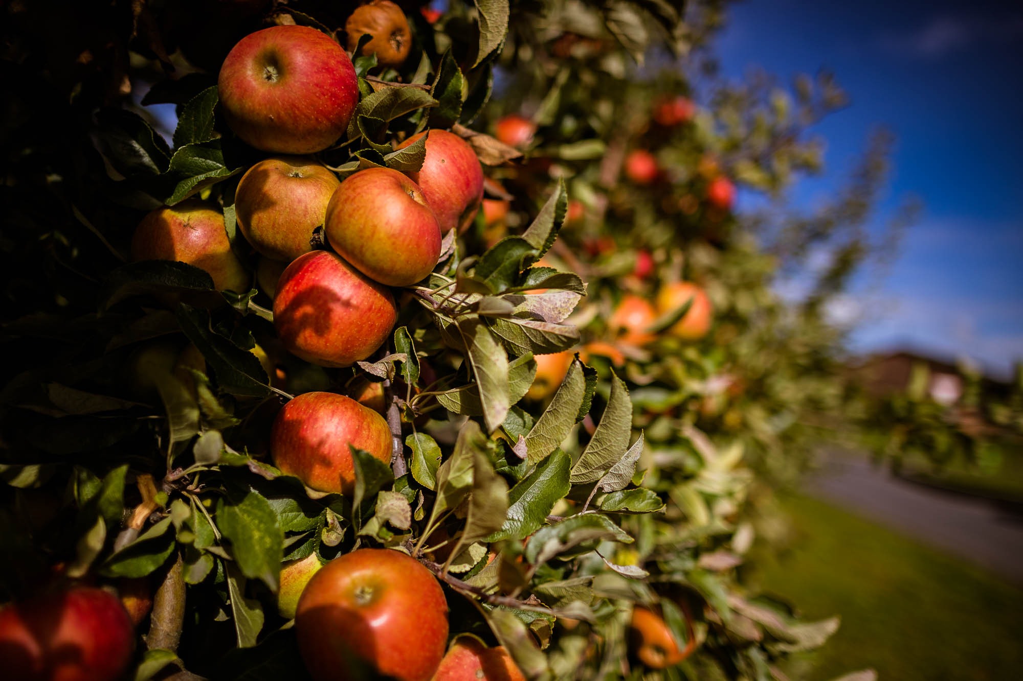 Export x3 1DX28725 Hochzeit 2020 Claudia & Thomas